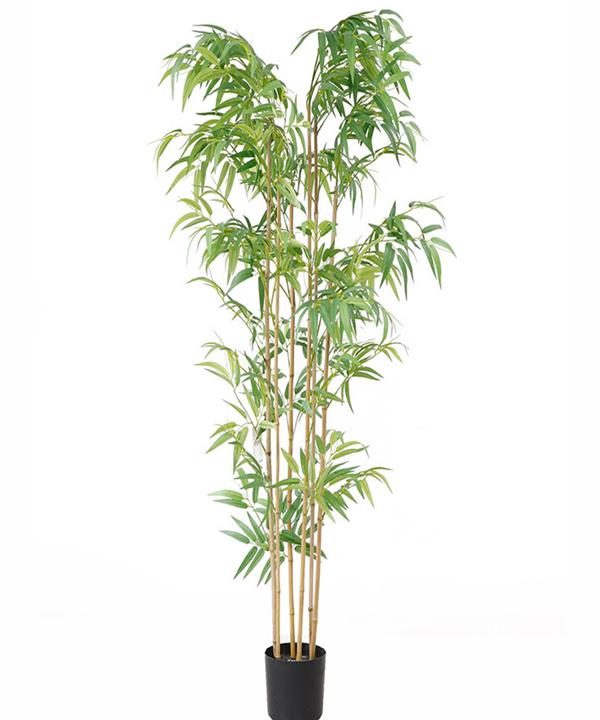 BAMBOO NP5801_180_22_UV ΥΨΟΣ 180cm