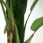 BANANA TREE NP702_145  ΥΨΟΣ 145cm NewPlan - Image 2