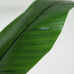 BANANA TREE NP702_145  ΥΨΟΣ 145cm NewPlan - Image 4