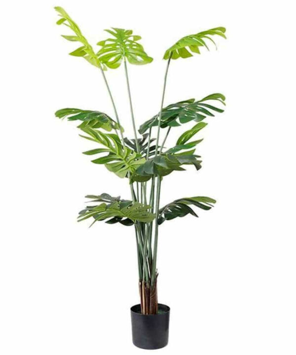 MONSTERA  NP6314_155_22   ΥΨΟΣ 155cm NewPlan