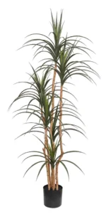 DRACAENA  NP_28_155  ΥΨΟΣ 155cm NewPlan - Image 2
