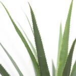 AGAVE TREE  NP802_160  ΥΨΟΣ 160cm NewPlan - Image 2