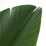 BIRD OF PARADISE  NP717_160  ΥΨΟΣ 160cm NewPlan - Image 3