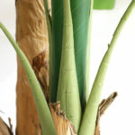 BANANA TREE NP708_220  ΥΨΟΣ 220cm NewPlan - Image 3