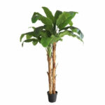 BANANA TREE NP707_240  ΥΨΟΣ 240cm NewPlan - Image 4